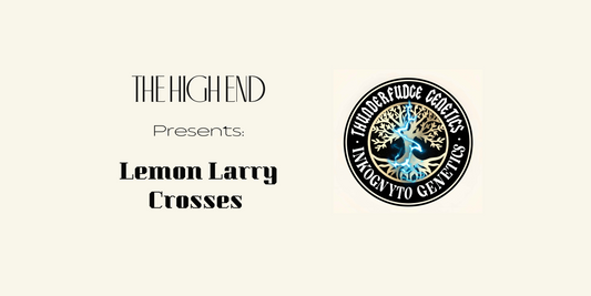 Thunderfudge x Inkognyto - Lemon Larry Collab