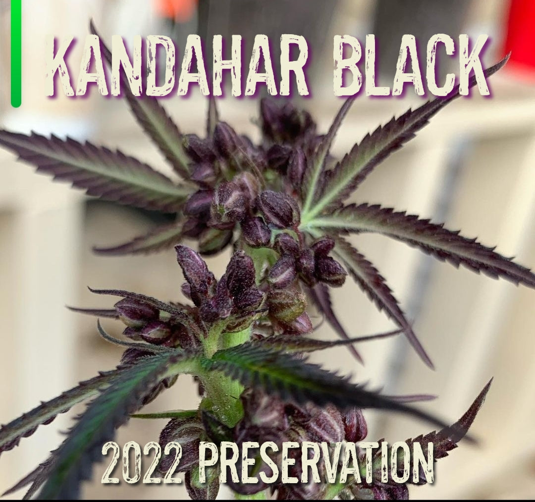 Blackbird Preservations - Kandahar Black