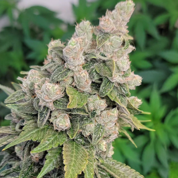 88G13HP_x_Chemdog91_Bx3_Lucky_