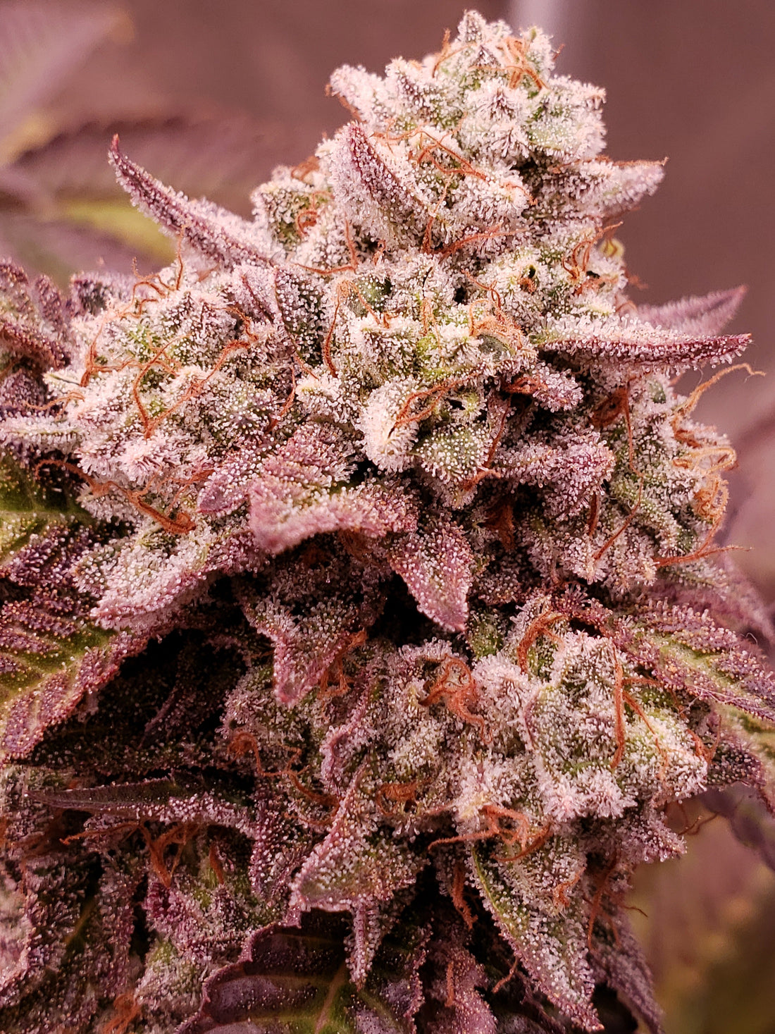 Blaze it Panda - Born in the Purple