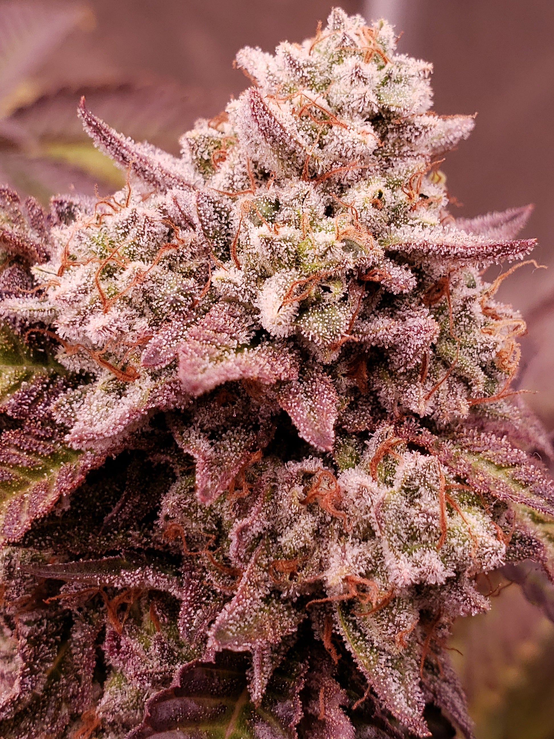 Blaze it Panda - Born in the Purple