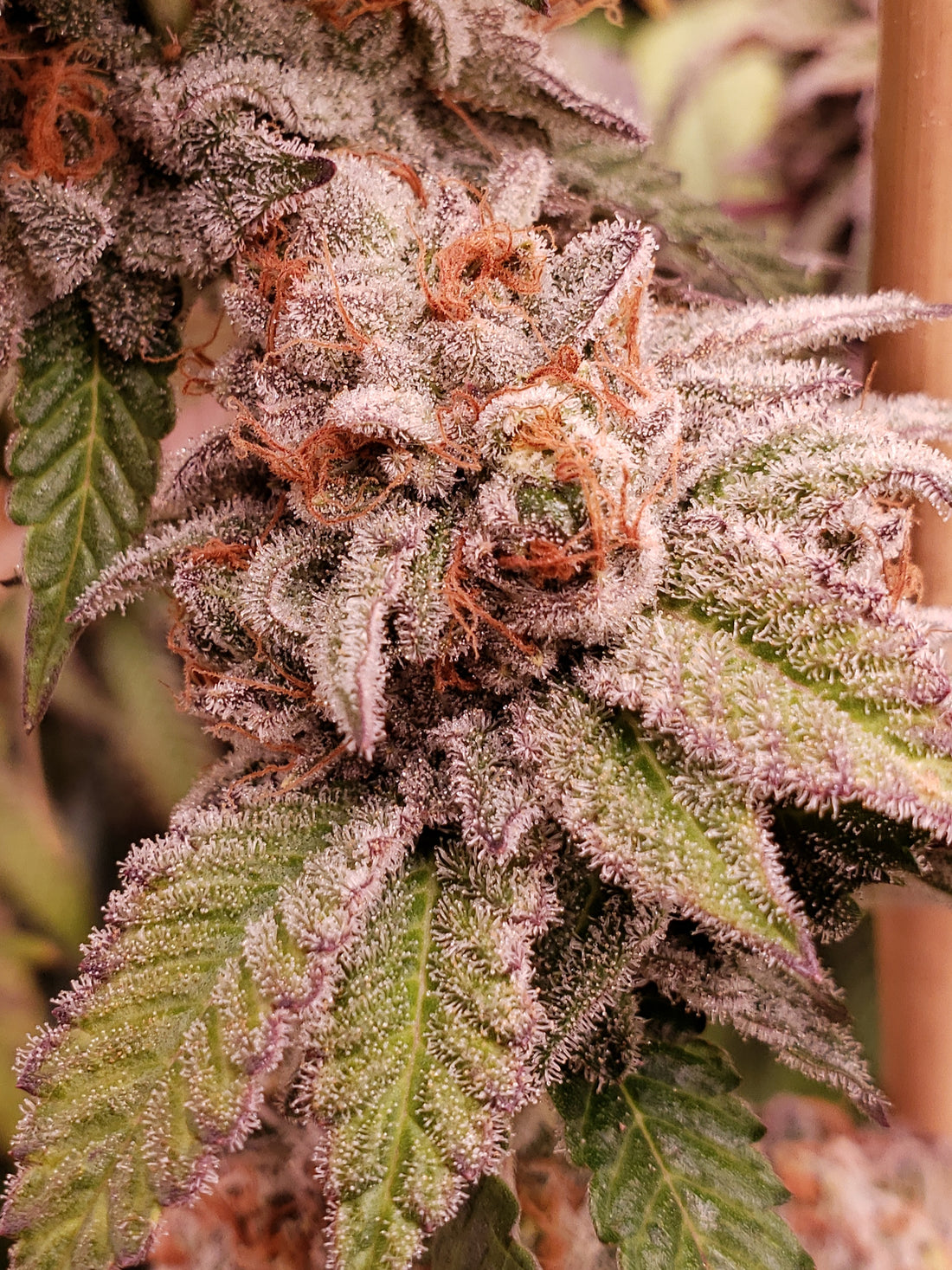 Blaze it Panda - Born in the Purple 2