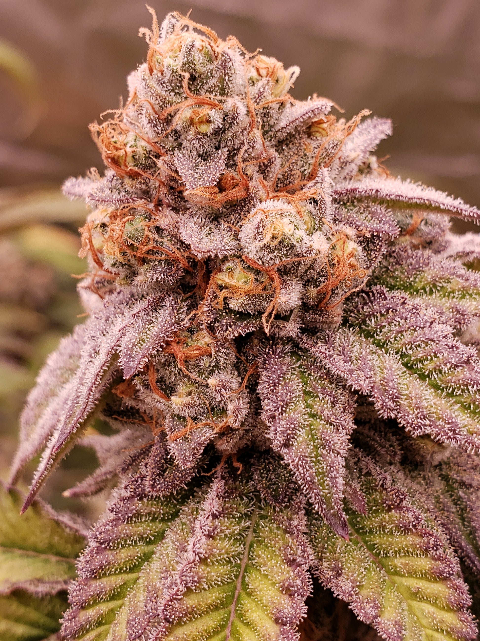 Blaze it Panda - Born in the Purple 3
