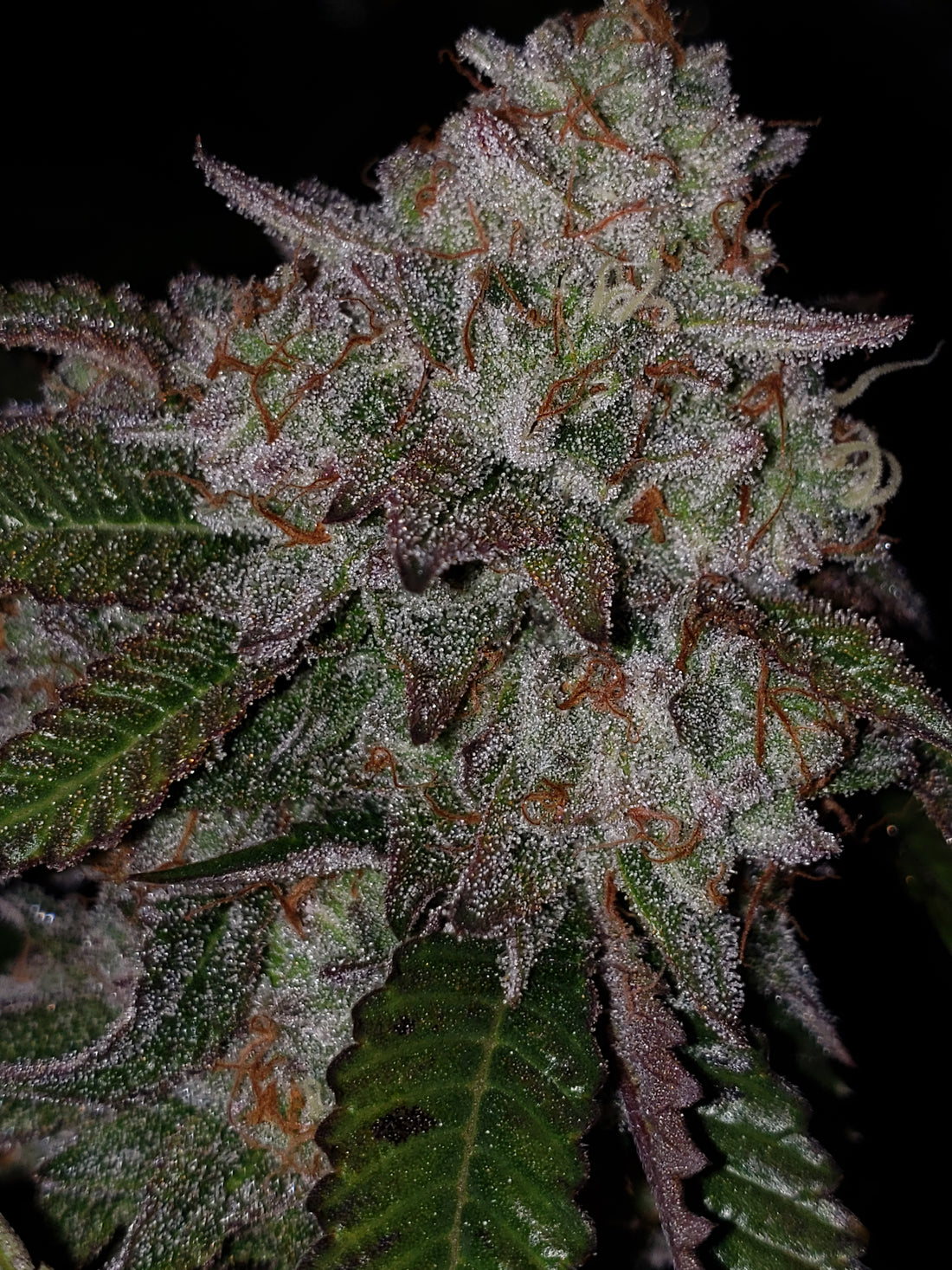 Blaze it Panda - Born in the Purple 4