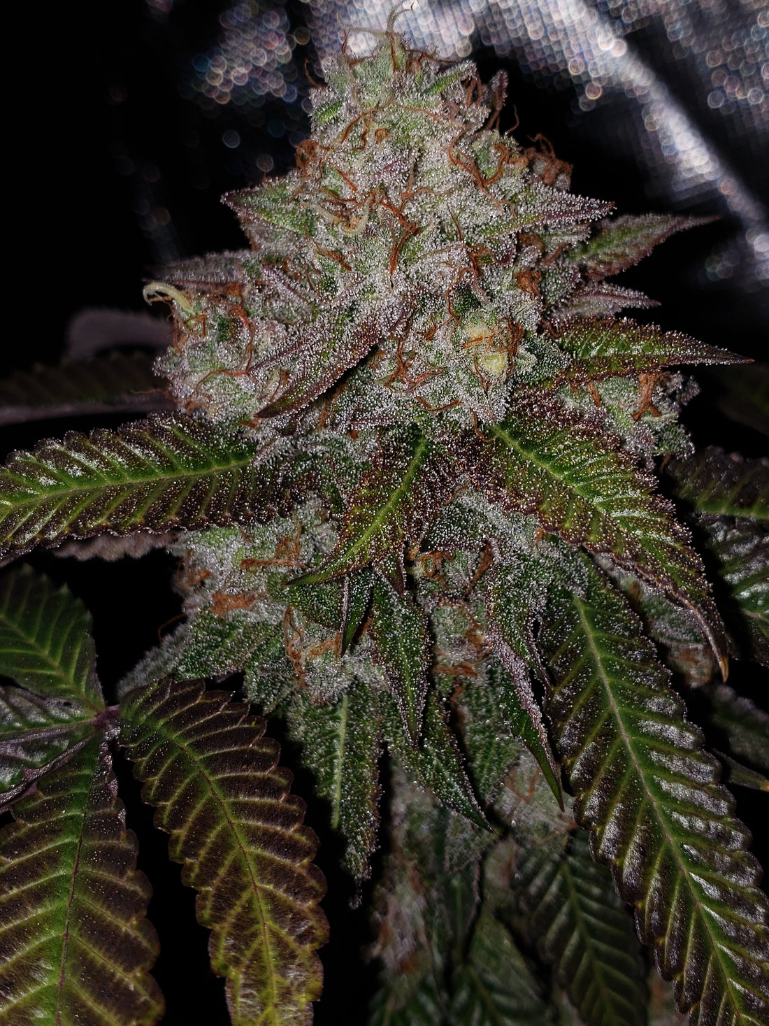 Blaze it Panda - Born in the Purple 5