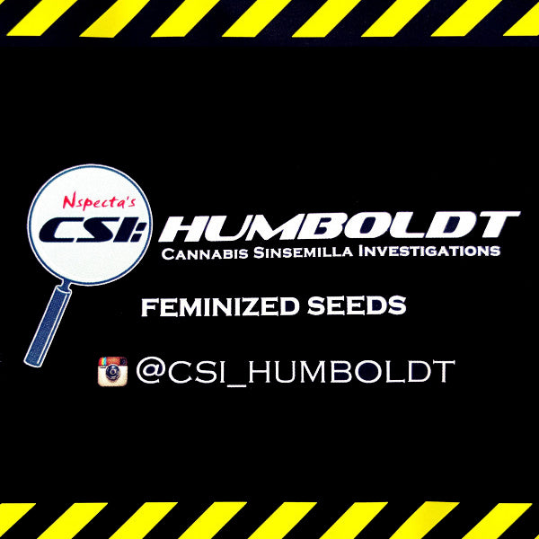 CSI: Humboldt - Forbidden Fruit Punch