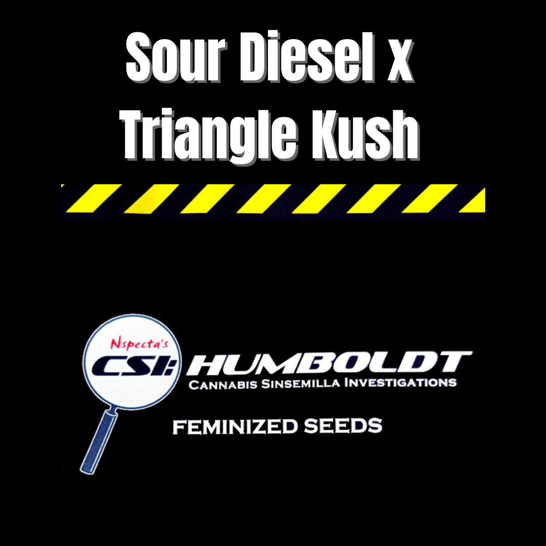 CSI: Humboldt - Sour Diesel x Triangle Kush