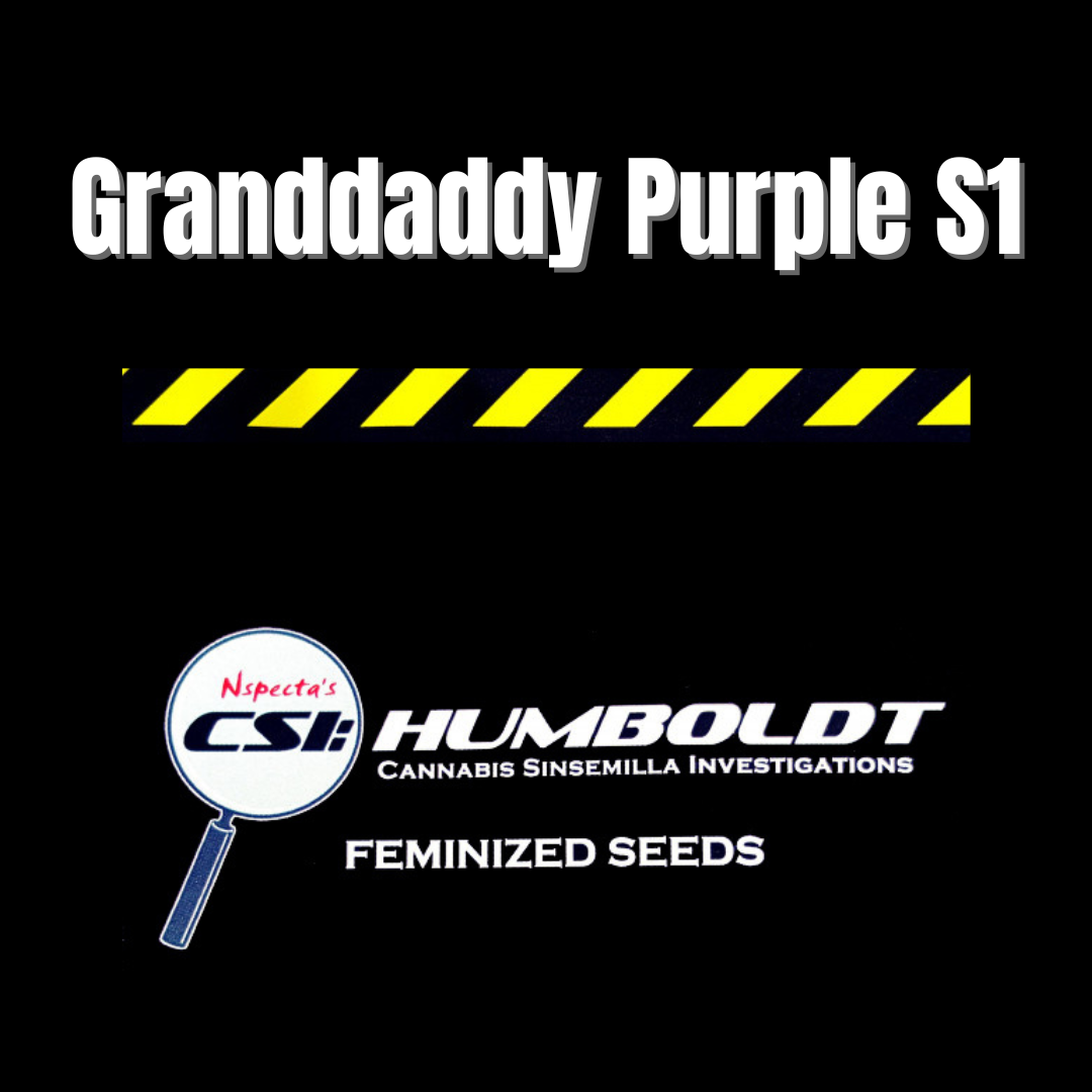 CSI: Humboldt - Granddaddy Purple S1