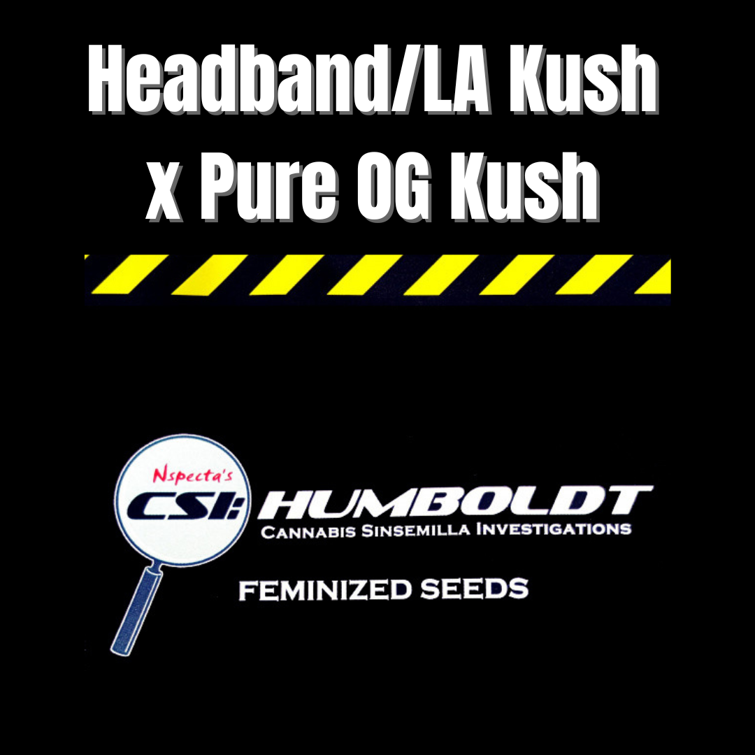 CSI: Humboldt - Headband/LA Kush x Pure OG Kush