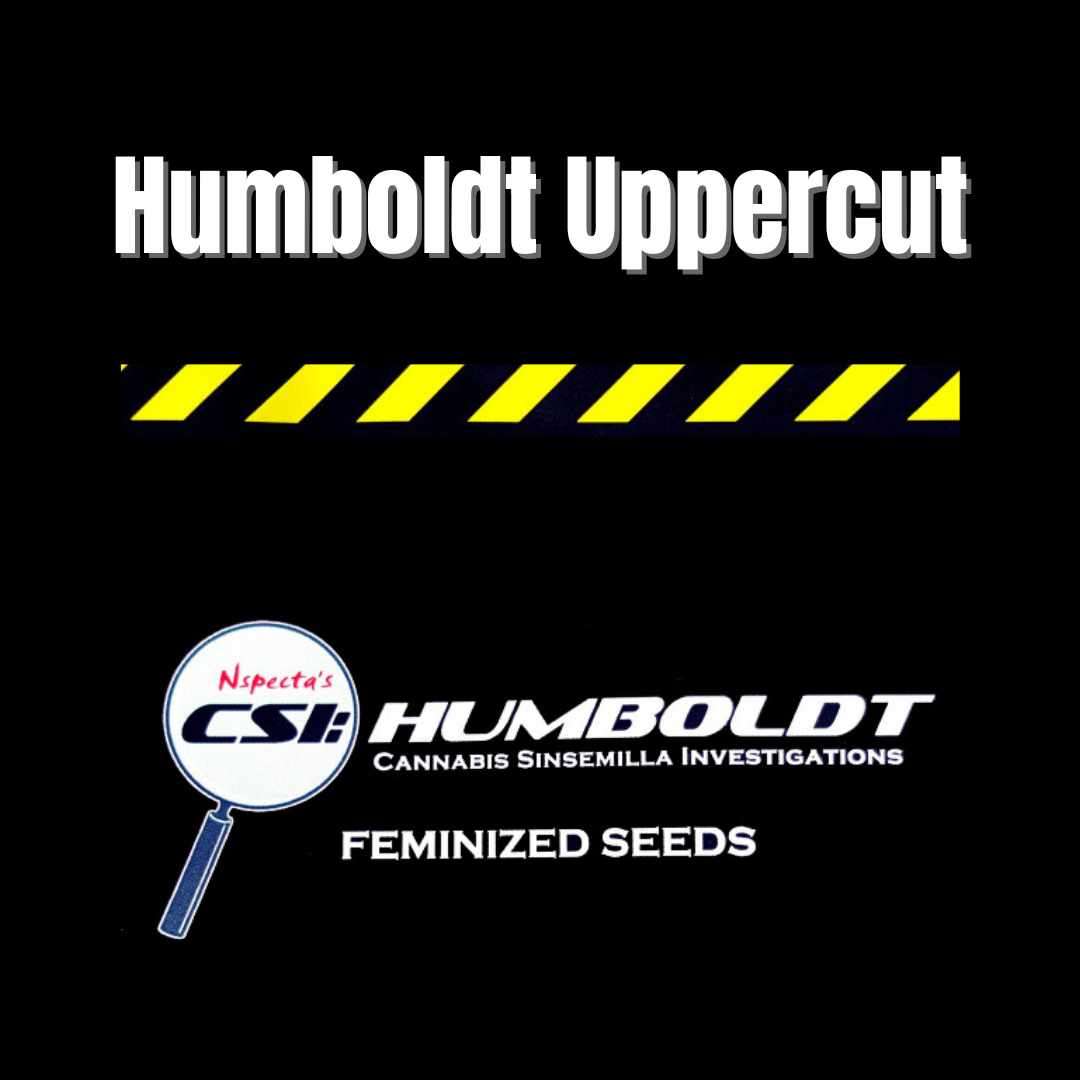 CSI: Humboldt - Humboldt Uppercut