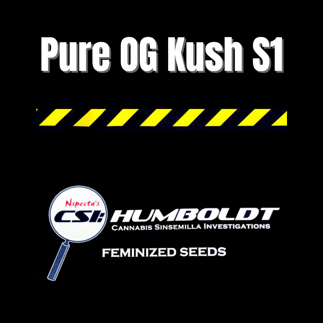 CSI: Humboldt - Pure OG Kush S1