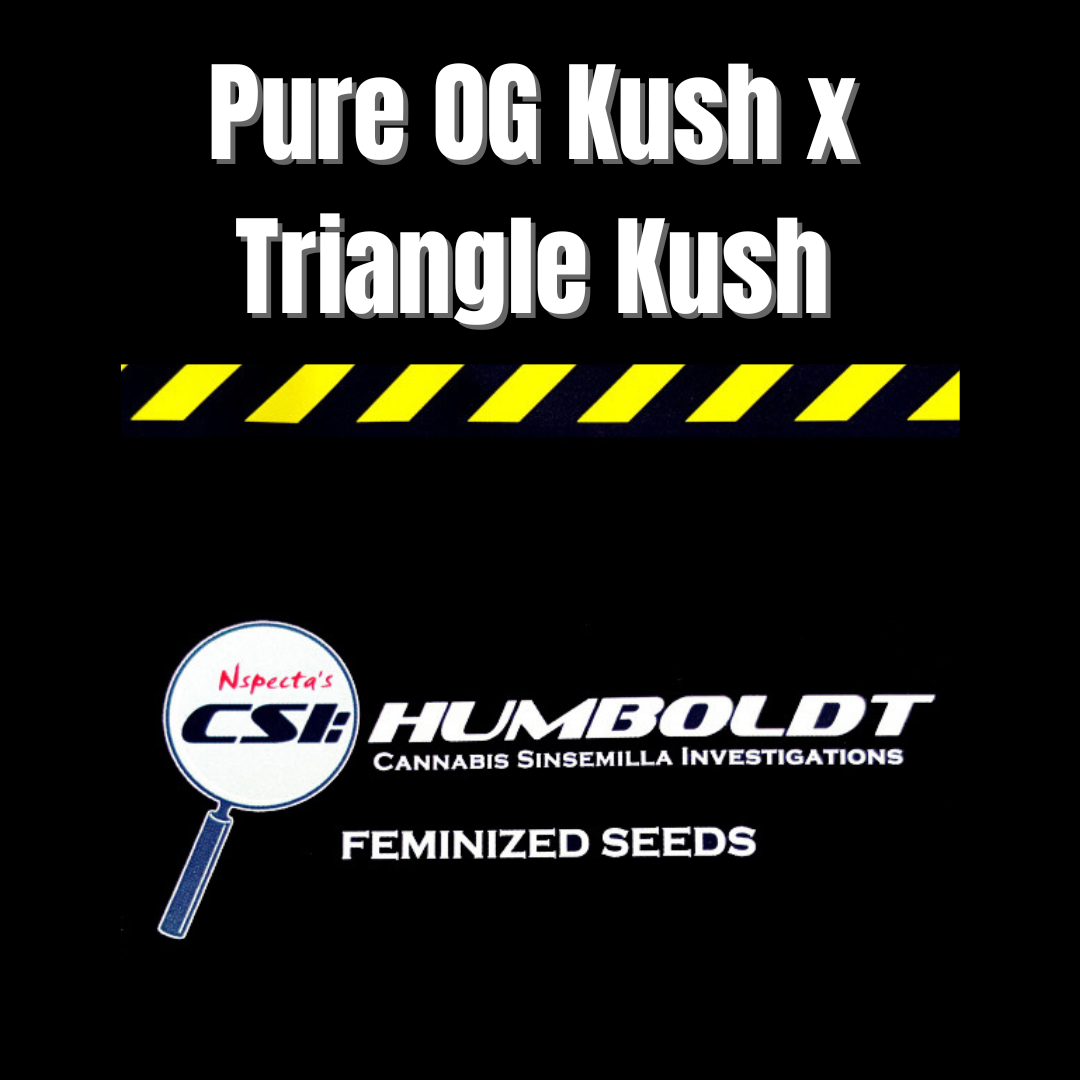 CSI: Humboldt - Pure OG Kush x Triangle Kush