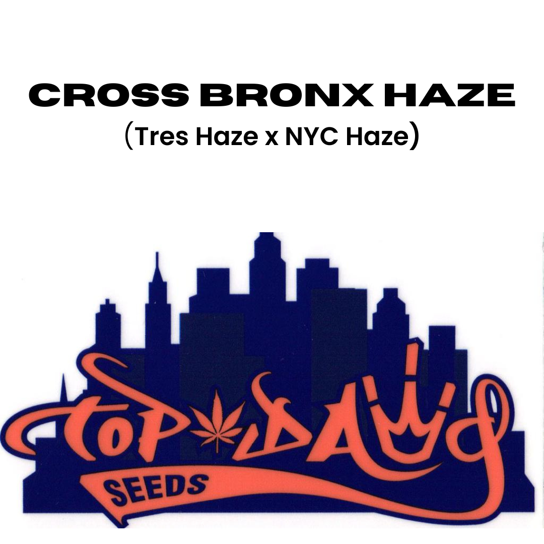 Top Dawg - Cross Bronx Haze