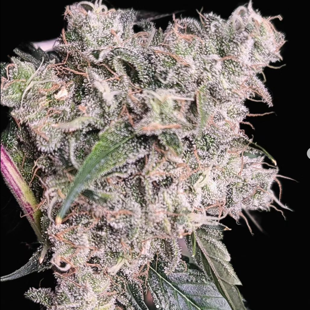 Lucky Dog Seed Co - Diesel Poison