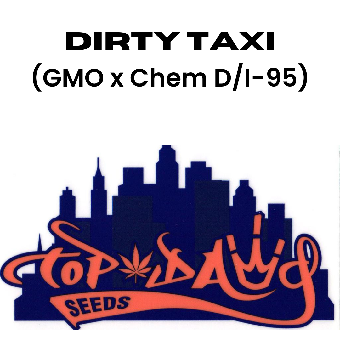 Top Dawg  - Dirty Taxi