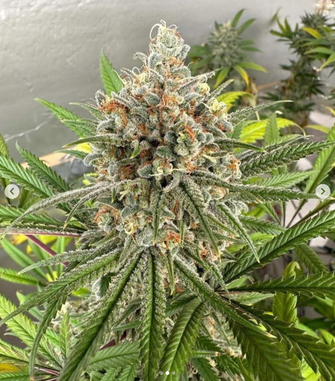 Santa Cruz Goat Farm - Dream Killer (F)