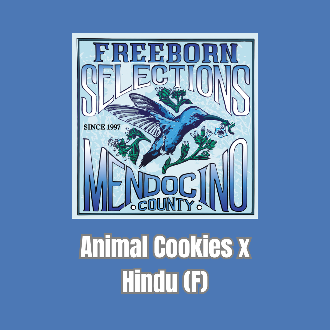 Freeborn Selections - Animal Cookies x Hindu (F)