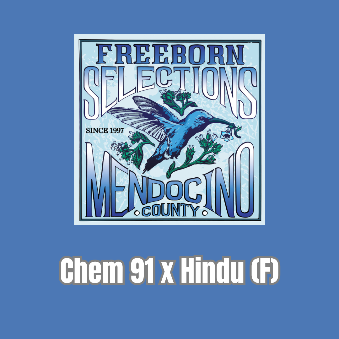 Freeborn Selections - Chem 91 x Hindu (F)