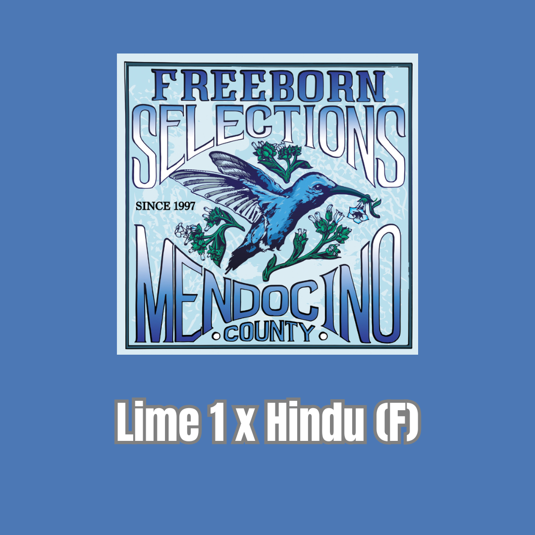 Freeborn Selections - Lime 1 x Hindu (F)