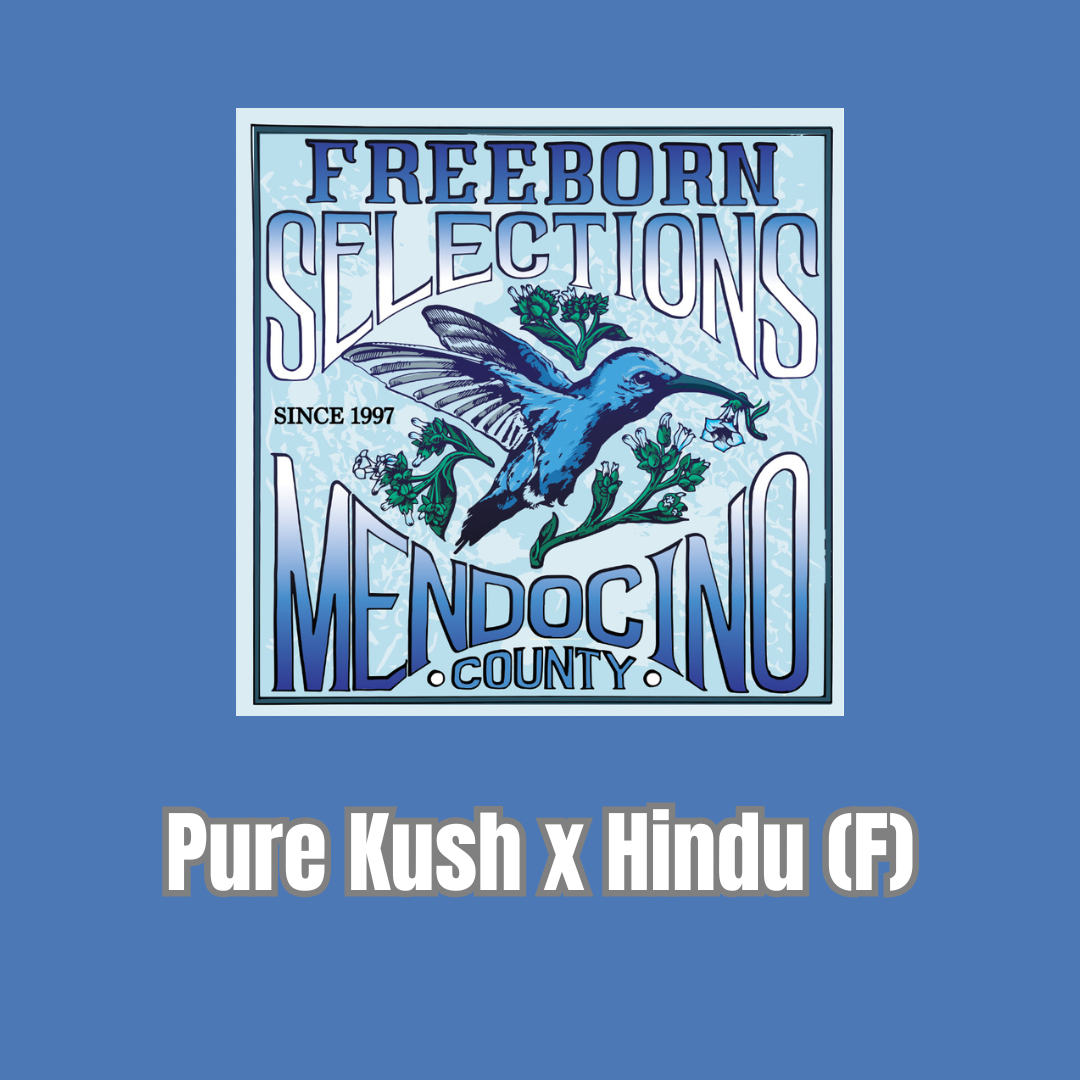 Freeborn Selections - Pure Kush x Hindu (F)