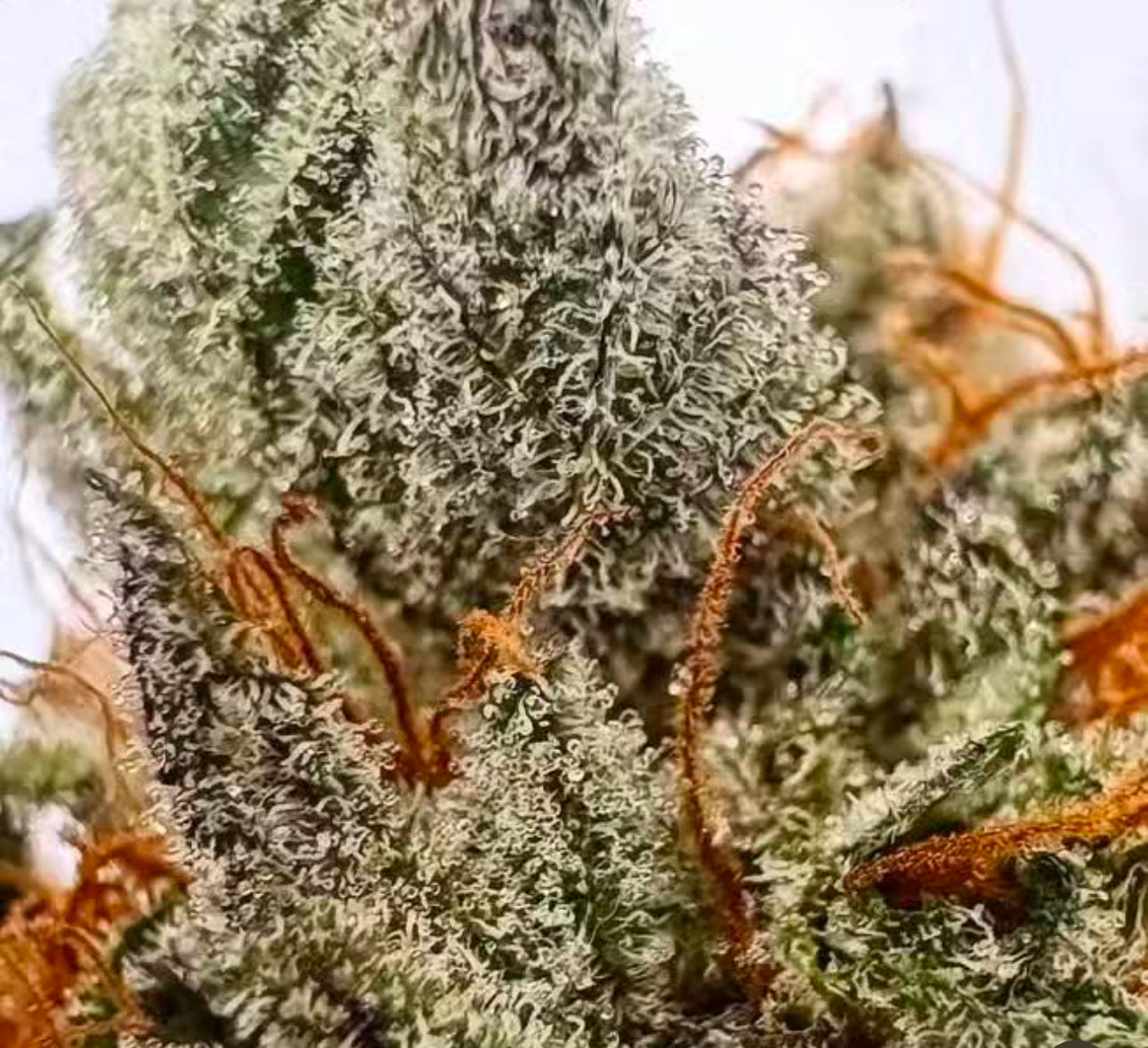 Freeborn Selections Animal Cookies x Hindu (F)