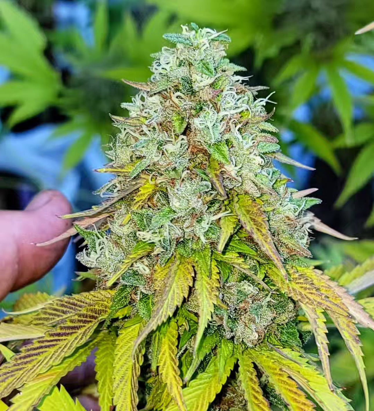 Freeborn Selections Chem 91 x Hindu (F)