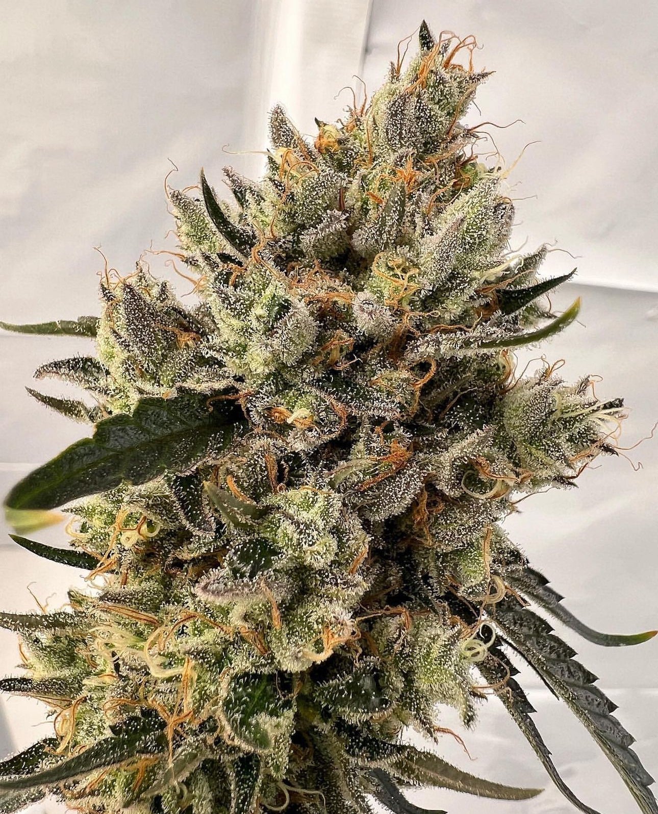 Top Dawg - Super Silver Star