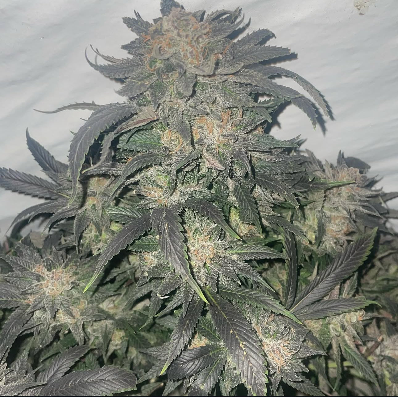 Top Dawg: Burmese BX
