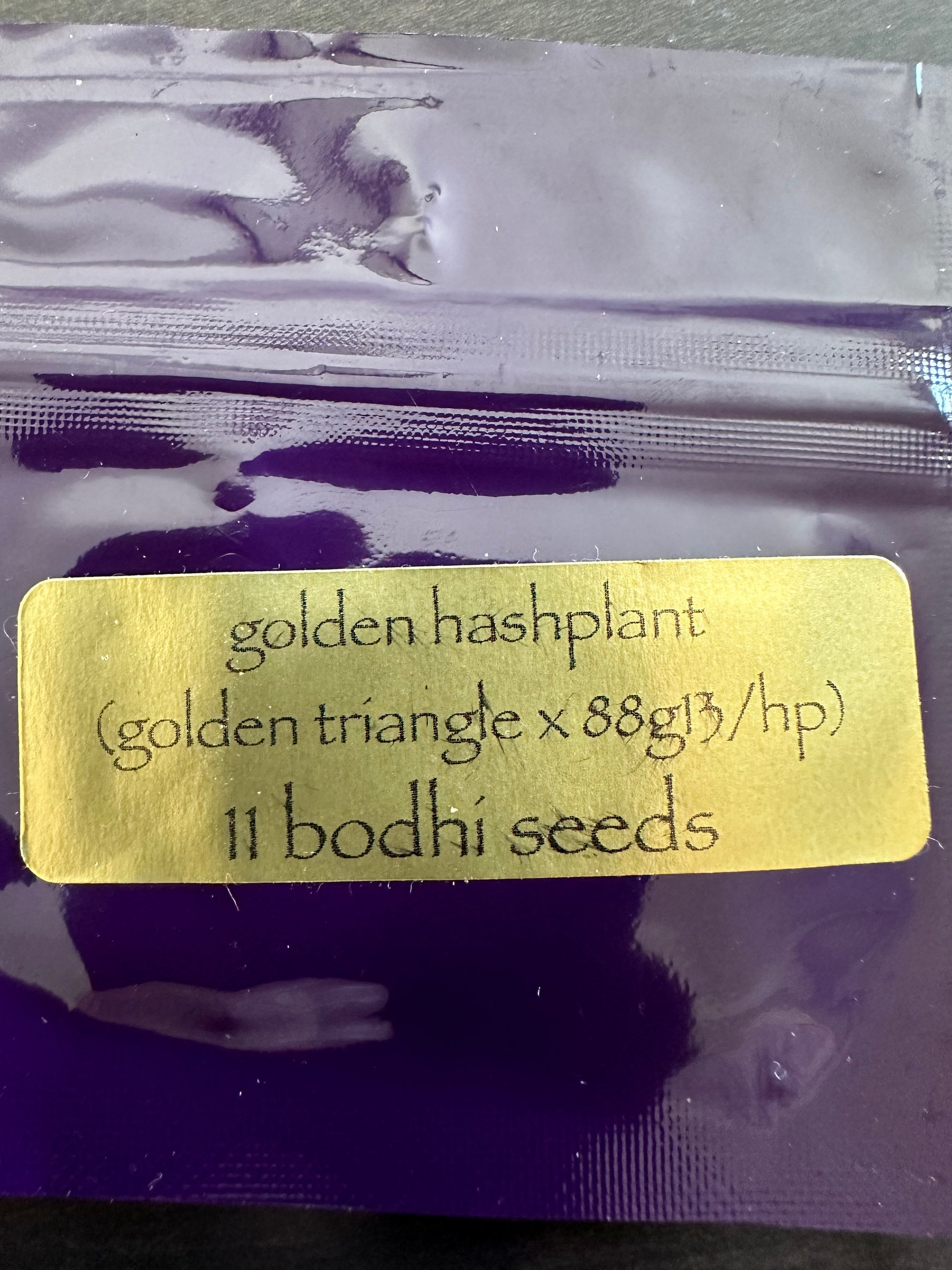 Bodhi - Golden Hashplant