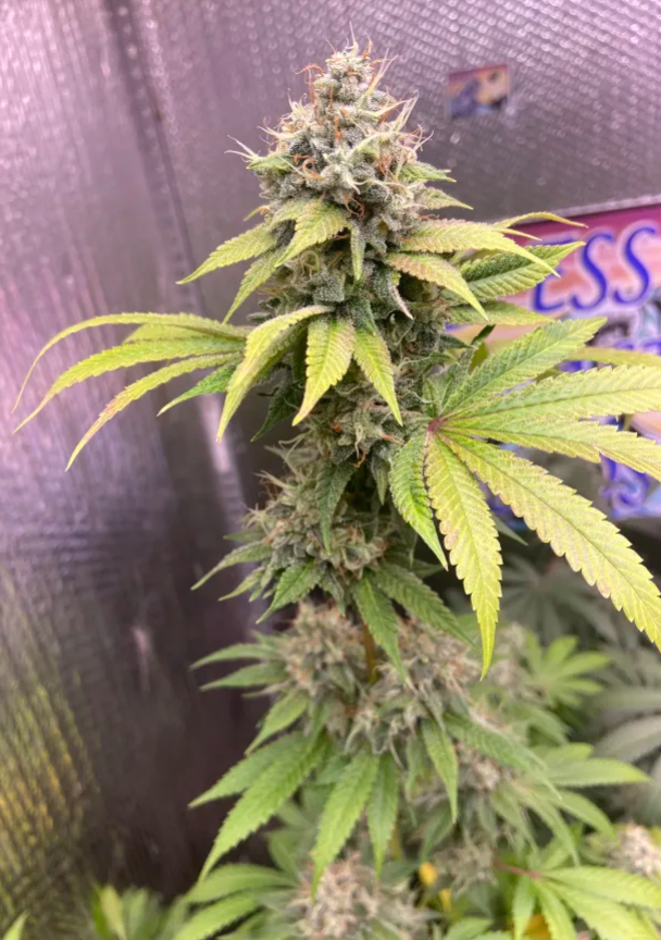 Thunderfudge Genetics - Golden Lemon Larry