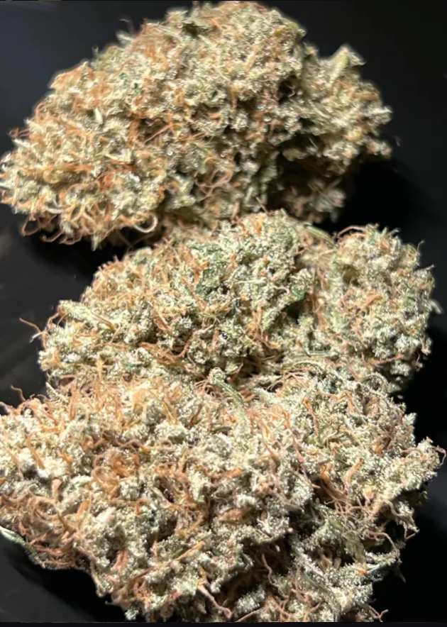 Thunderfudge Genetics - Golden Lemon Larry