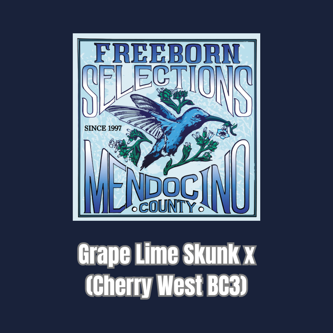 Freeborn Selections - Grape Lime Skunk x (Cherry West BC3)