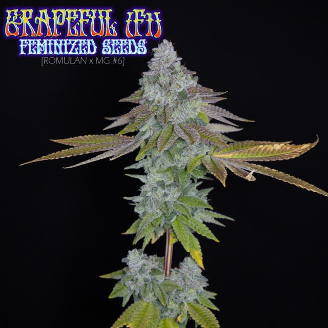 Romulan Genetics - Grapeful (Feminized)