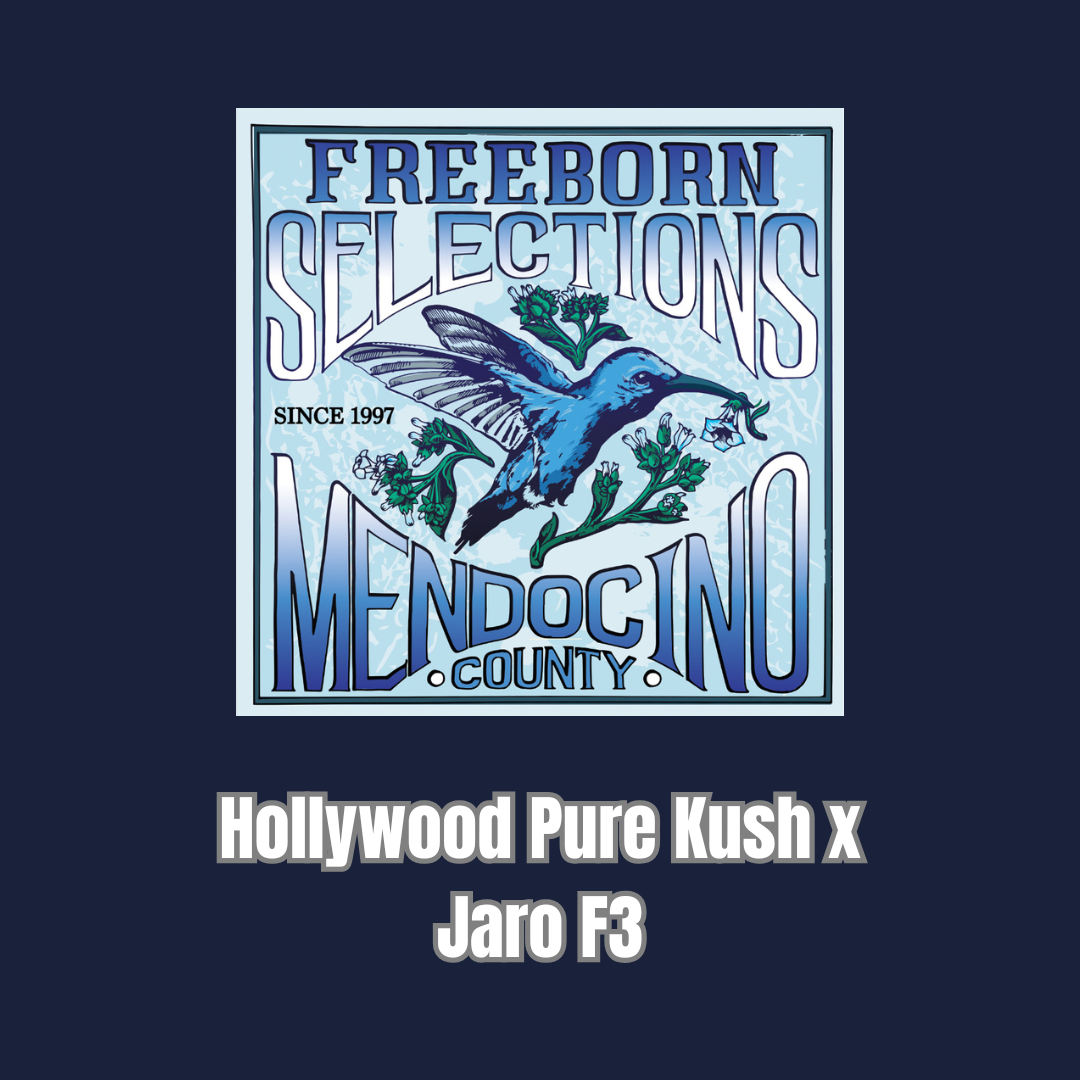 Freeborn Selections - Hollywood Pure Kush x Jaro F3