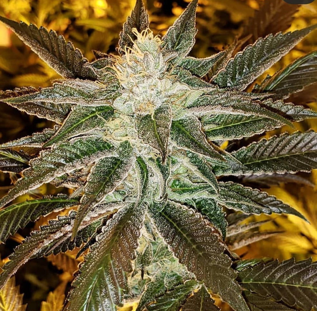 Thunderfudge Genetics - Sour Larry Bx2 F2 IX