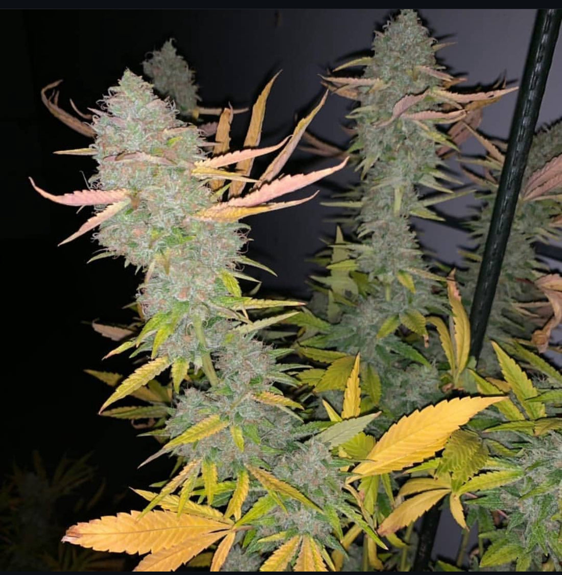 Thunderfudge Genetics - Sour Larry Bx2 F2 IX