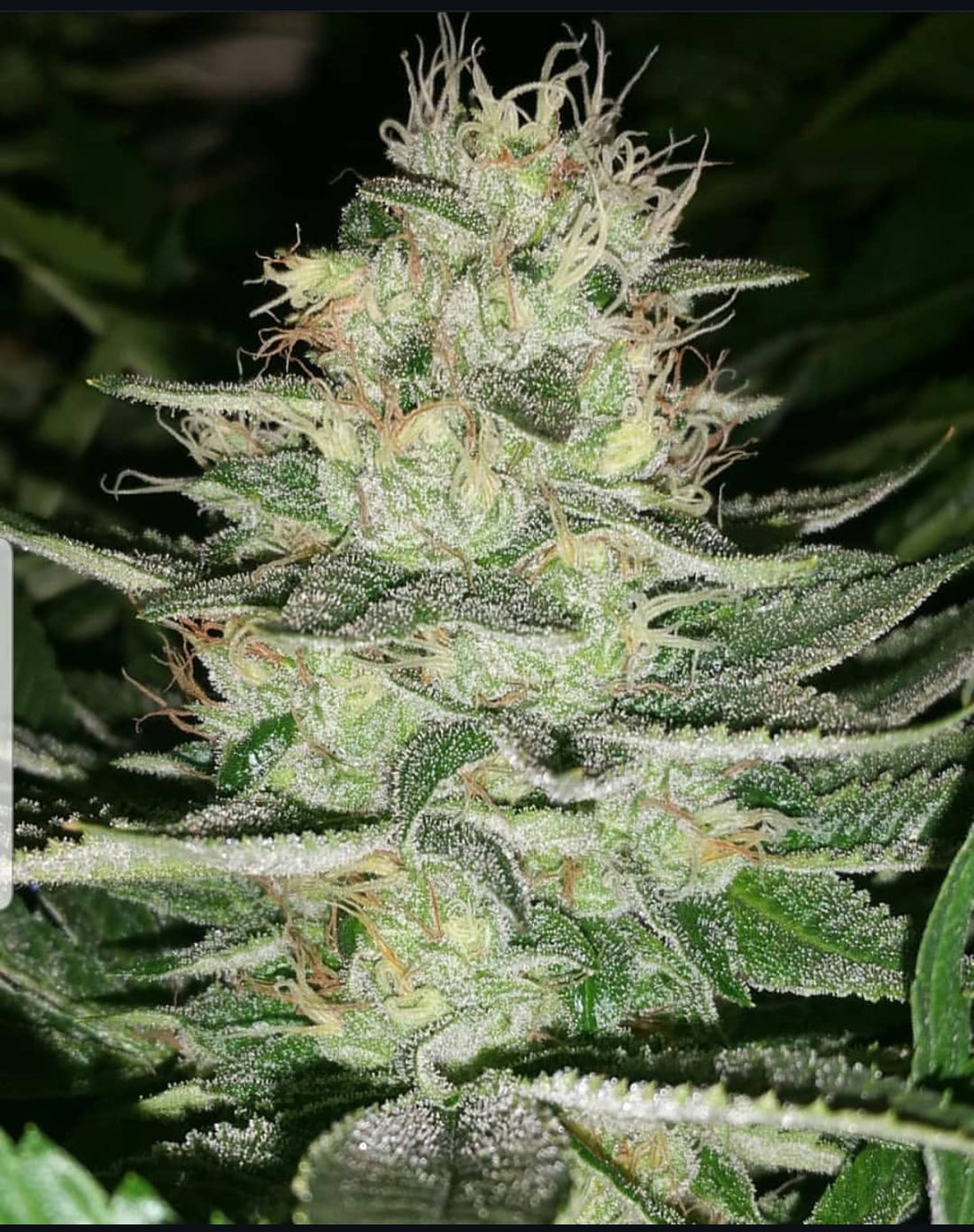 Thunderfudge Genetics - Sour Larry Bx2 F2 IX