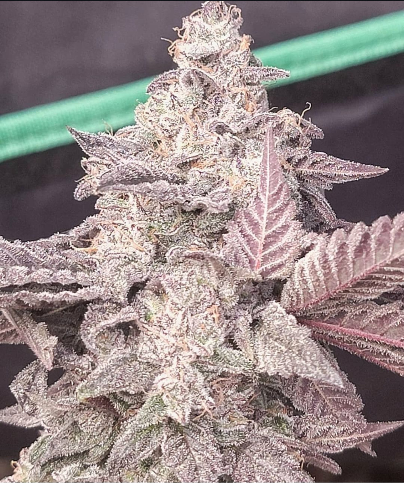 Thunderfudge Genetics - Razzberry Julep