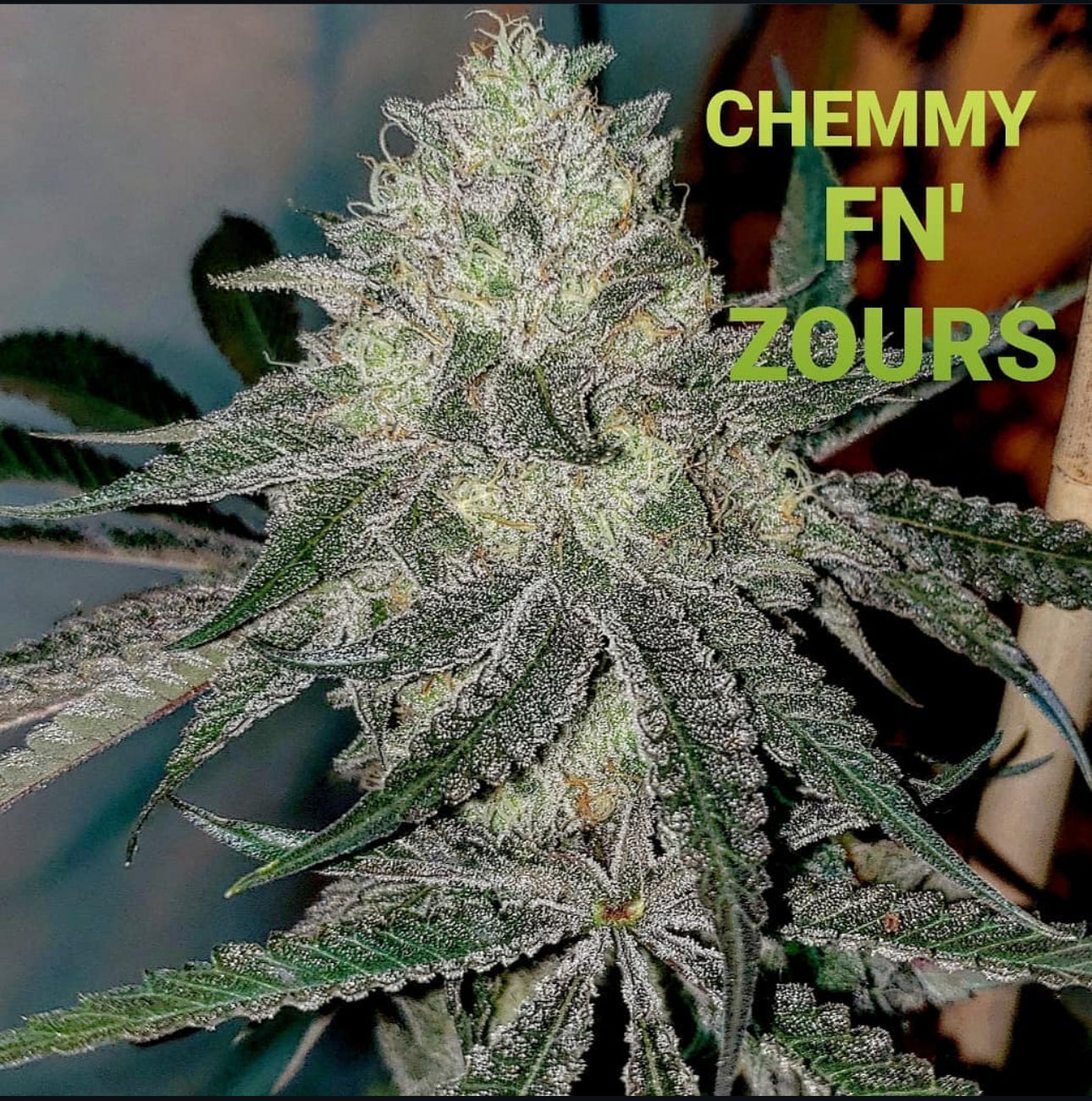 Thunderfudge Genetics - Chemmy Fuckin Sours