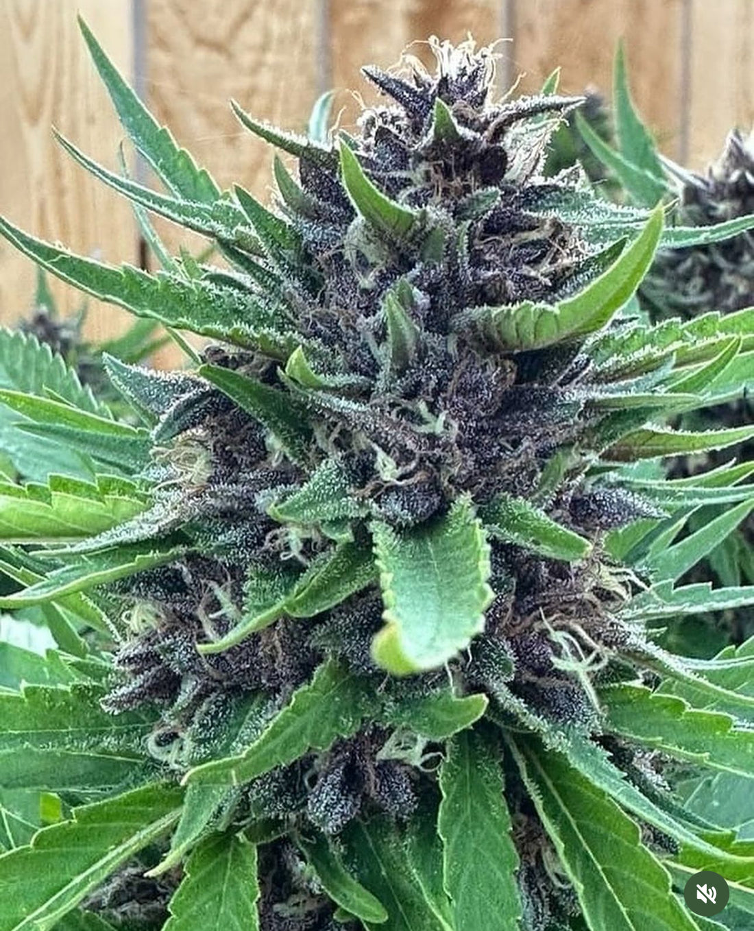 Santa Cruz Goat Farm - Santa Cruz Blue Dream (S1)