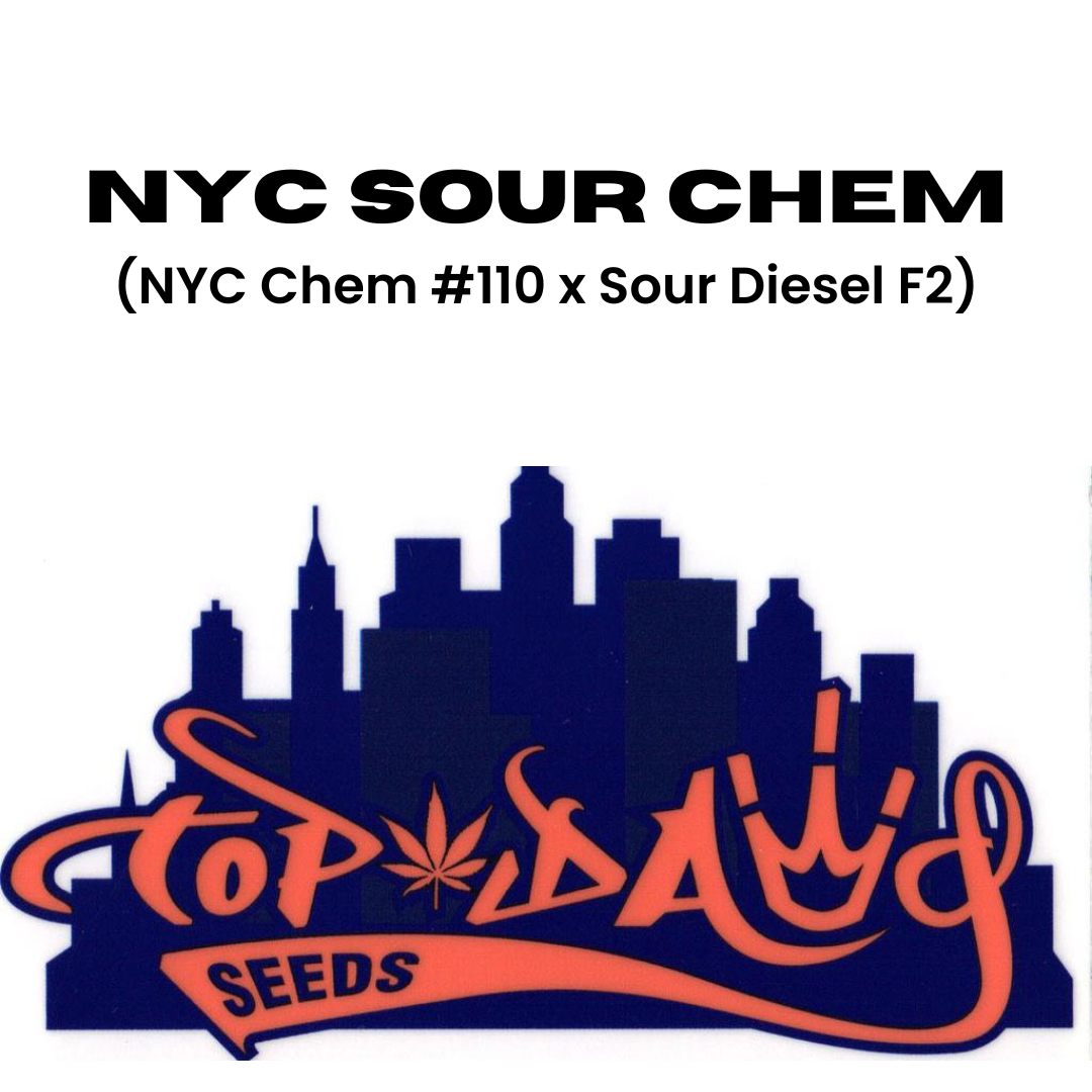 Top Dawg - NYC Sour Chem