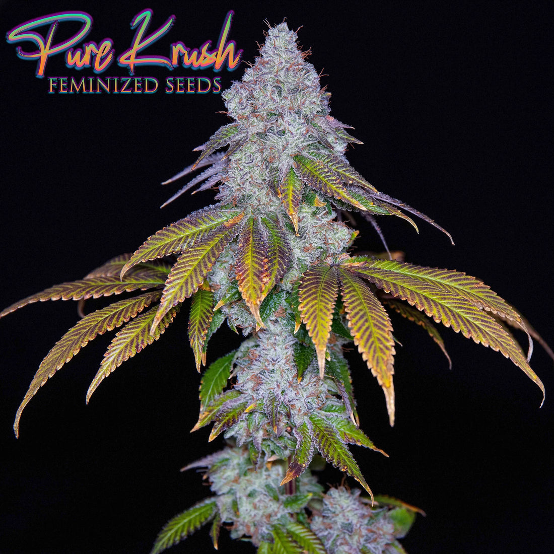 Romulan Genetics - PURE KRUSH (F1)