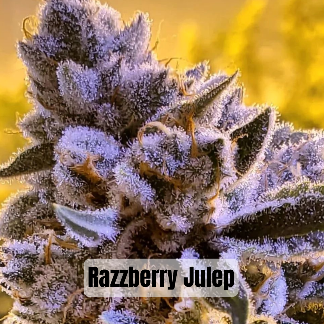 Thunderfudge Genetics - Razzberry Julep