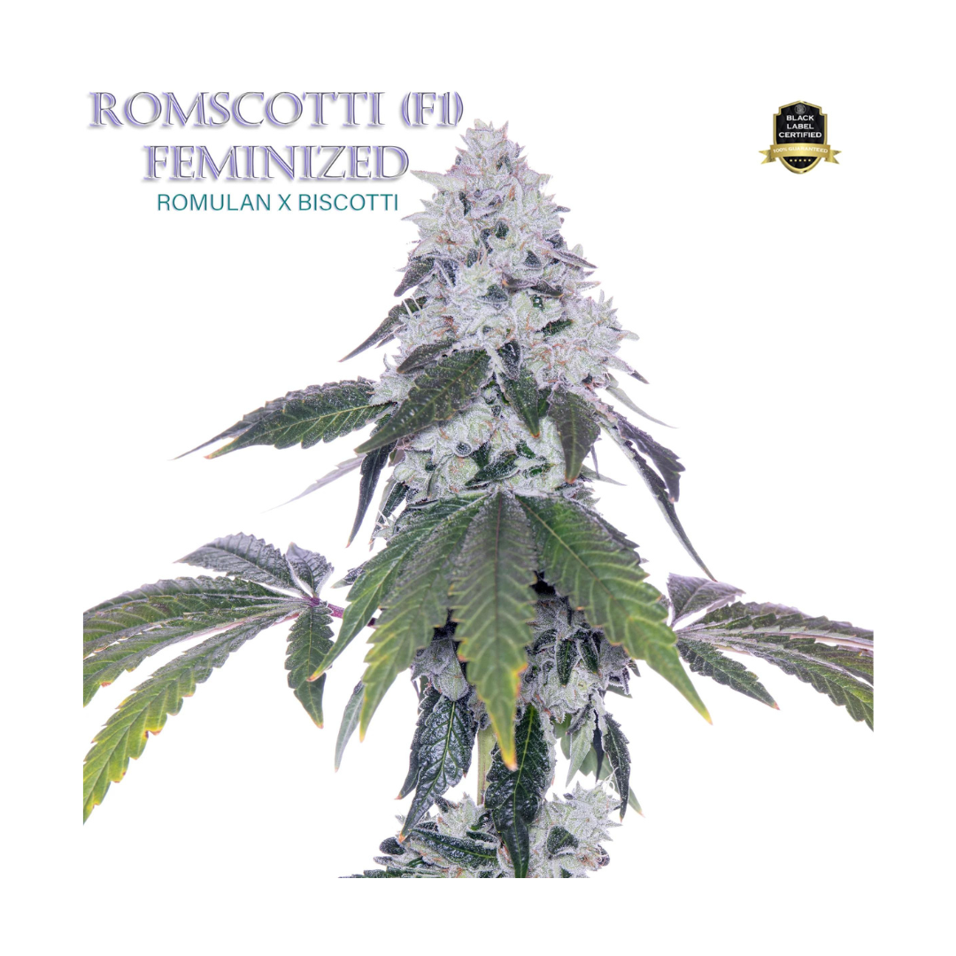 Romulan Genetics - Romscotti (F)