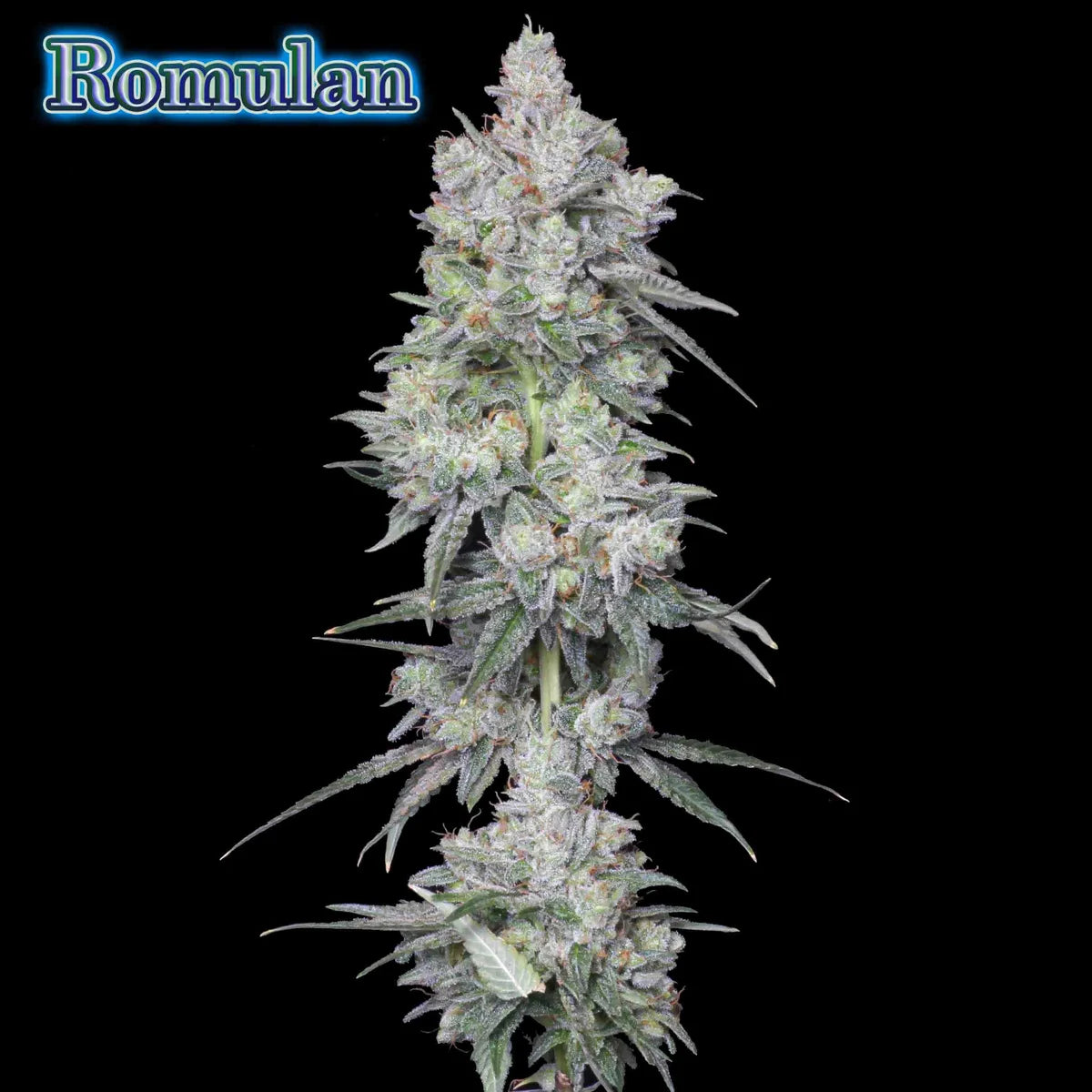 Romulan Genetics - Romulan (BX1)