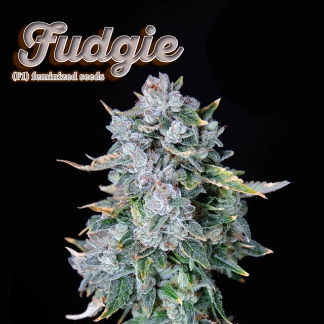 Romulan Genetics - Fudgie (F)