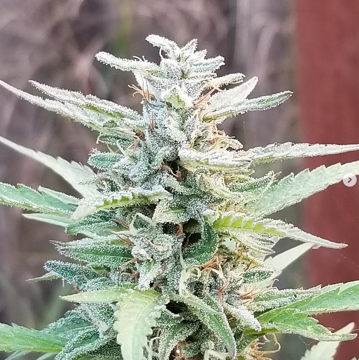 Coastal Seed Co - Aunt of Farouk x Colombian