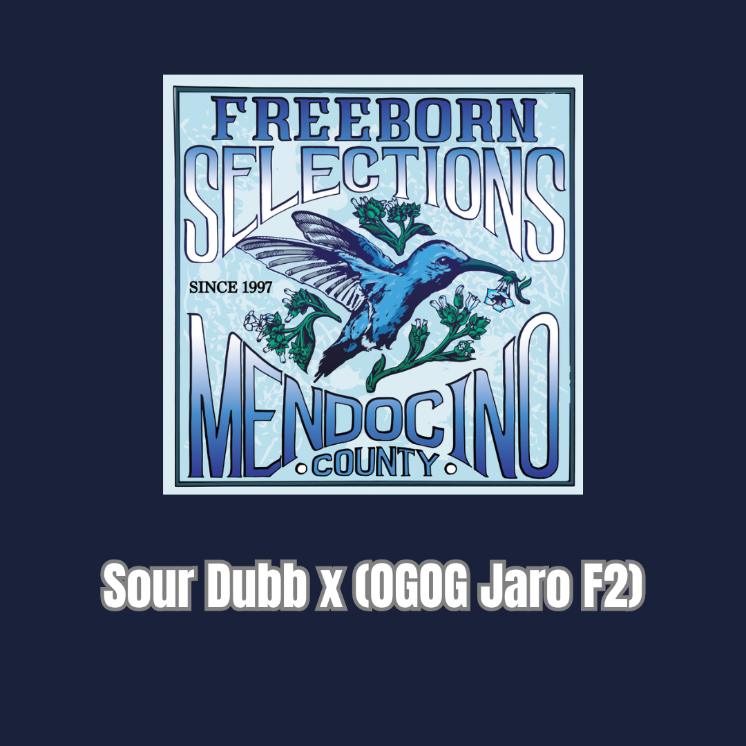 Freeborn Selections - Sour Dubb x (OGOG Jaro F2)