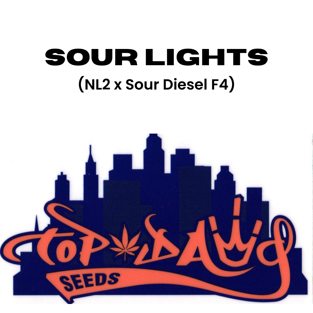 Top Dawg - Sour Lights