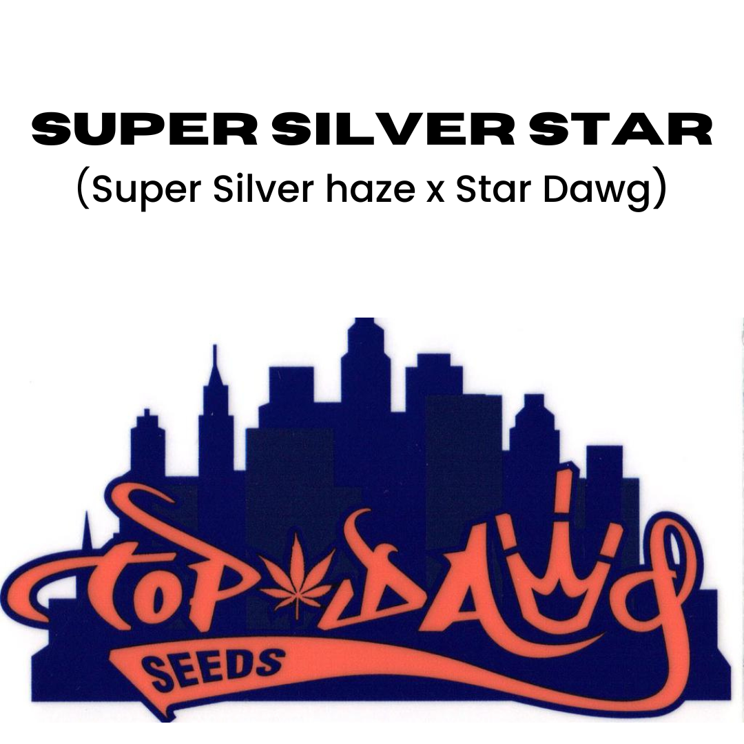 Top Dawg - Super Silver Star